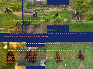 12.   A. What is knuckle walking? - This Is when primates walk on primarily their knuckles. B. Observe and describe this behavior. - Gorillas use their back legs and forearms.Their knuckles have pads on them. 13.   A. What is quadrumanous walking? - Primates use the sides of their hands for walking. B. Observe and describe this in orangutans. - They walk using the sides of their hands, picking themselves up and sort of swinging themselves forward  and then use their legs to move forward and repeat. 