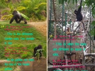 14.   A. What is sexual dimorphism? - This is the differences between sexes. One example is size. B. Observe and describe at least one instance of this. - Male gorillas are twice the size of the female gorillas. 15.  A. What is sexual dichromatism? - This is when the sexes are different in terms of color. B. Observe and describe at least one instance of this. -Gibbon females are cream while gibbon males are black. 