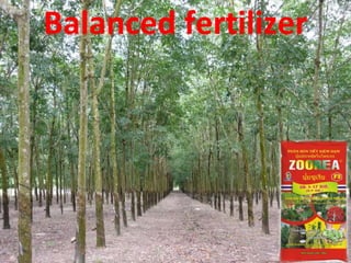 ZOOREA F3 FOR RUBBER