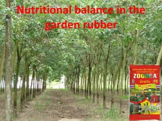 ZOOREA F3 FOR RUBBER