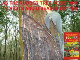 ZOOREA F3 FOR RUBBER