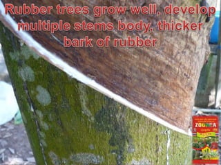 ZOOREA F3 FOR RUBBER