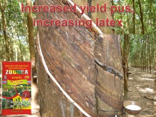 ZOOREA F3 FOR RUBBER