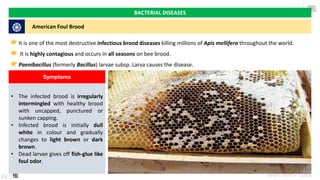 Bee diseases, their diagnosis, symptoms, management, and treatment | PDF
