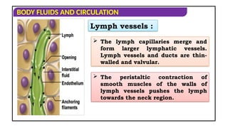 CICULATORY SYSTEM OF HUMAN INTRODUCTION .ppt