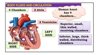 CIRCULATORY PATHWAYS IN HUMAN CICULATORY SYSTEM | PPT