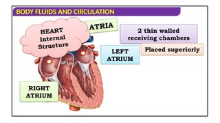 CIRCULATORY PATHWAYS IN HUMAN CICULATORY SYSTEM | PPT