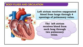 CIRCULATORY PATHWAYS IN HUMAN CICULATORY SYSTEM | PPT
