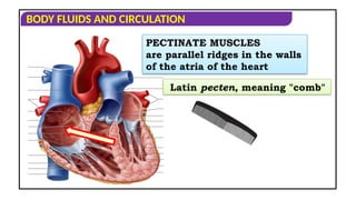 Pectinate Ridges CIRCULATORY PATHWAYS IN HUMAN CICULATORY SYSTEM | PPT