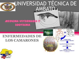UNIVERSIDAD TÉCNICA DE
AMBATO
MEDICINA VETERINARIA Y
ZOOTECNIA

ENFERMEDADES DE
LOS CAMARONES

 