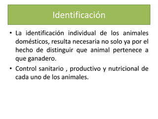 IdentificaciónLa identificación individual de los animales domésticos, resulta necesaria no solo ya por el hecho de distinguir que animal pertenece a que ganadero.Control sanitario , productivo y nutricional de cada uno de los animales. 
