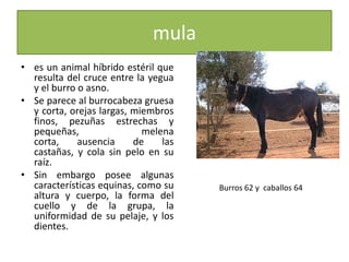 mulaes un animal híbrido estéril que resulta del cruce entre la yegua y el burro o asno.Se parece al burrocabezagruesa y corta, orejas largas, miembros finos, pezuñas estrechas y pequeñas, melena corta, ausencia de las castañas, y cola sin pelo en su raíz. Sin embargo posee algunas características equinas, como su altura y cuerpo, la forma del cuello y de la grupa, la uniformidad de su pelaje, y los dientes.Burros 62 y  caballos 64