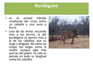 Burdéganoes el animal híbrido resultante del cruce entre un caballo y una asna o burra.cara de las mulas recuerda más a los burros, la del burdégano se parece más a la de los caballos, que es larga y delgada. No tiene las orejas tan largas como la madre aunque algo más que las del padre. Su cola es peluda en toda su longitud como los caballos. 