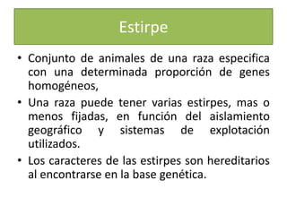EstirpeConjunto de animales de una raza especifica con una determinada proporción de genes homogéneos, Una raza puede tener varias estirpes, mas o menos fijadas, en función del aislamiento geográfico y sistemas de explotación utilizados.Los caracteres de las estirpes son hereditarios al encontrarse en la base genética.