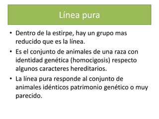 Línea puraDentro de la estirpe, hay un grupo mas reducido que es la línea.Es el conjunto de animales de una raza con identidad genética (homocigosis) respecto algunos caracteres hereditarios.La línea pura responde al conjunto de animales idénticos patrimonio genético o muy parecido.