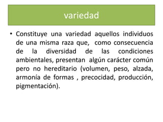 variedadConstituye una variedad aquellos individuos de una misma raza que,  como consecuencia de la diversidad de las condiciones ambientales, presentan  algún carácter común pero no hereditario (volumen, peso, alzada, armonía de formas , precocidad, producción, pigmentación).