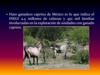  Hato ganadero caprino de México es lo que indica el
INEGI 4.4 millones de cabezas y 450 mil familias
involucradas en la explotación de unidades con ganado
caprino.
 