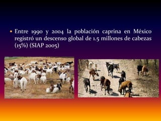 Entre 1990 y 2004 la población caprina en México
registró un descenso global de 1.5 millones de cabezas
(15%) (SIAP 2005)
 