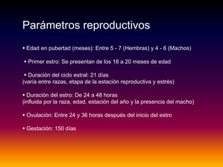 Parámetros reproductivos
 Edad en pubertad (meses): Entre 5 - 7 (Hembras) y 4 - 6 (Machos)
 Primer estro: Se presentan de los 18 a 20 meses de edad
 Duración del ciclo estral: 21 días
(varía entre razas, etapa de la estación reproductiva y estrés)
 Duración del estro: De 24 a 48 horas
(influida por la raza, edad, estación del año y la presencia del macho)
 Ovulación: Entre 24 y 36 horas después del inicio del estro
 Gestación: 150 días
 