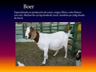 Especializada en producción de carne, origen África, color blanco
con rojo. Machos 80-130 kg alzada de 70cm, hembras 50-70kg alzada
de 60cm
 