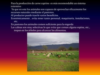 Para la producción de carne caprino es más recomendable un sistema
extensivo
Ya que en este los animales son capaces de aprovechar eficazmente los
recursos naturales mediante el pastoreo.
Al productor puede traerle varios beneficios.
Económicamente , evita tener tanto personal, maquinaria, instalaciones,
etc.
En pastoreo los animales comen suficiente para la engorda
Las cabras son muy selectivas lo que evita que coman alguna espina, etc.,
trepan en los árboles para alcanzar los alimentos.
 