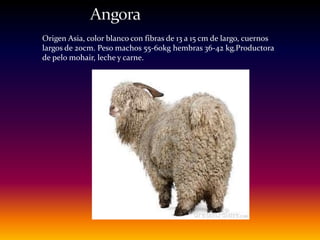 Origen Asia, color blanco con fibras de 13 a 15 cm de largo, cuernos
largos de 20cm. Peso machos 55-60kg hembras 36-42 kg.Productora
de pelo mohair, leche y carne.
 