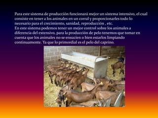 Para este sistema de producción funcionará mejor un sistema intensivo, el cual
consiste en tener a los animales en un corral y proporcionarles todo lo
necesario para el crecimiento, sanidad, reproducción , etc.
En este sistema podemos tener un mejor control sobre los animales a
diferencia del extensivo, para la producción de pelo tenemos que tomar en
cuenta que los animales no se ensucien o bien estarlos limpiando
continuamente. Ya que lo primordial es el pelo del caprino.
 