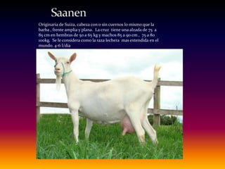 Originaria de Suiza, cabeza con o sin cuernos lo mismo que la
barba , frente amplia y plana. La cruz tiene una alzada de 75 a
85 cm en hembras de 50 a 65 kg y machos 85 a 90 cm , 75 a 80
100kg. Se le considera como la raza lechera mas extendida en el
mundo. 4-6 l/dia
 