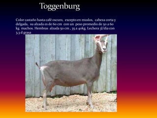 Color castaño hasta café oscuro, excepto en muslos, cabeza corta y
delgada, su alzada es de 60 cm con un peso promedio de 50 a 60
kg machos. Hembras alzada 50 cm , 35 a 40kg. Lechera 3l/dia con
3,3 d grasa
 