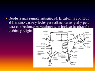  Desde la más remota antigüedad, la cabra ha aportado
al humano carne y leche para alimentarse, piel y pelo
para confeccionar su vestimenta, e incluso inspiración
poética y religiosa.
 