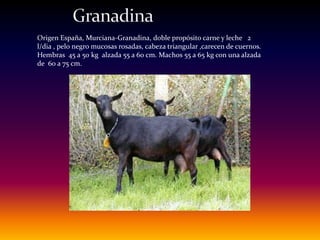 Origen España, Murciana-Granadina, doble propósito carne y leche 2
l/dia , pelo negro mucosas rosadas, cabeza triangular ,carecen de cuernos.
Hembras 45 a 50 kg alzada 55 a 60 cm. Machos 55 a 65 kg con una alzada
de 60 a 75 cm.
 