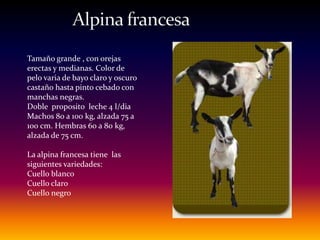 Tamaño grande , con orejas
erectas y medianas. Color de
pelo varia de bayo claro y oscuro
castaño hasta pinto cebado con
manchas negras.
Doble proposito leche 4 l/dia
Machos 80 a 100 kg, alzada 75 a
100 cm. Hembras 60 a 80 kg,
alzada de 75 cm.
La alpina francesa tiene las
siguientes variedades:
Cuello blanco
Cuello claro
Cuello negro
 