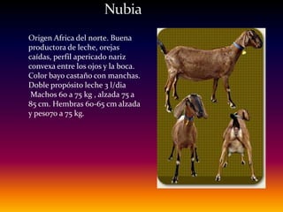 Origen Africa del norte. Buena
productora de leche, orejas
caídas, perfil apericado nariz
convexa entre los ojos y la boca.
Color bayo castaño con manchas.
Doble propósito leche 3 l/dia
Machos 60 a 75 kg , alzada 75 a
85 cm. Hembras 60-65 cm alzada
y peso70 a 75 kg.
 