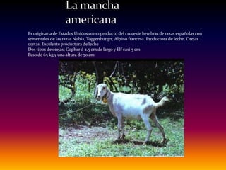 Es originaria de Estados Unidos como producto del cruce de hembras de razas españolas con
sementales de las razas Nubia, Toggenburger, Alpino francesa. Productora de leche. Orejas
cortas. Excelente productora de leche
Dos tipos de orejas: Gopher d 2.5 cm de largo y Elf casi 5 cm
Peso de 65 kg y una altura de 70 cm
 