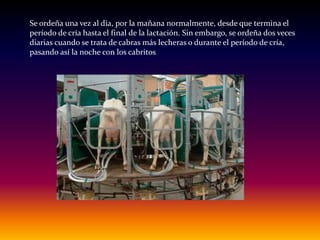 Se ordeña una vez al día, por la mañana normalmente, desde que termina el
período de cría hasta el final de la lactación. Sin embargo, se ordeña dos veces
diarias cuando se trata de cabras más lecheras o durante el período de cría,
pasando así la noche con los cabritos
 