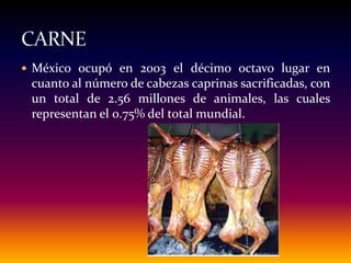  México ocupó en 2003 el décimo octavo lugar en
cuanto al número de cabezas caprinas sacrificadas, con
un total de 2.56 millones de animales, las cuales
representan el 0.75% del total mundial.
 