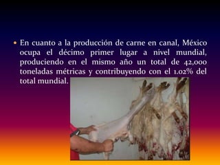  En cuanto a la producción de carne en canal, México
ocupa el décimo primer lugar a nivel mundial,
produciendo en el mismo año un total de 42,000
toneladas métricas y contribuyendo con el 1.02% del
total mundial.
 