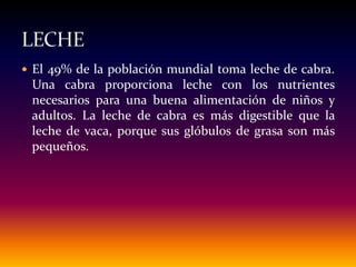  El 49% de la población mundial toma leche de cabra.
Una cabra proporciona leche con los nutrientes
necesarios para una buena alimentación de niños y
adultos. La leche de cabra es más digestible que la
leche de vaca, porque sus glóbulos de grasa son más
pequeños.
 