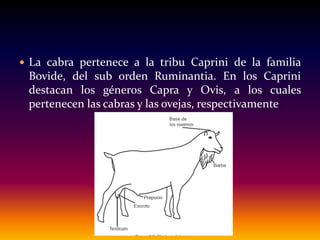  La cabra pertenece a la tribu Caprini de la familia
Bovide, del sub orden Ruminantia. En los Caprini
destacan los géneros Capra y Ovis, a los cuales
pertenecen las cabras y las ovejas, respectivamente
 