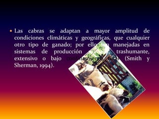  Las cabras se adaptan a mayor amplitud de
condiciones climáticas y geográficas, que cualquier
otro tipo de ganado; por ello son manejadas en
sistemas de producción nómada, trashumante,
extensivo o bajo confinamiento total (Smith y
Sherman, 1994).
 