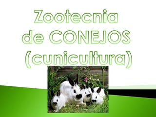 Zootecnia de conejos (cunicultura)