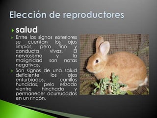 Zootecnia de conejos (cunicultura)
