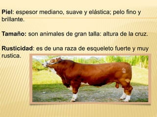 Piel: espesor mediano, suave y elástica; pelo fino y
brillante.
Tamaño: son animales de gran talla: altura de la cruz.
Rusticidad: es de una raza de esqueleto fuerte y muy
rustica.
 