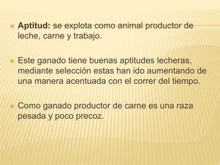  Aptitud: se explota como animal productor de
leche, carne y trabajo.
 Este ganado tiene buenas aptitudes lecheras,
mediante selección estas han ido aumentando de
una manera acentuada con el correr del tiempo.
 Como ganado productor de carne es una raza
pesada y poco precoz.
 
