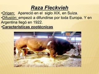 Raza Fleckvieh
•Origen: Apareció en el siglo XIX, en Suiza.
•Difusión: empezó a difundirse por toda Europa. Y en
Argentina llegó en 1922.
•Características zootécnicas
 