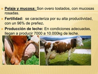  Pelaje y mucosa: Son overo tostados, con mucosas
rosadas.
 Fertilidad: se caracteriza por su alta productividad,
con un 96% de preñez.
 Producción de leche: En condiciones adecuadas,
llegan a producir 7000 a 10.000kg de leche.
 