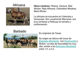 Africana Otros nombres: Pelona, Camura, Red
African, Rojo Africana, Colombian Wooless,
West African
La africana se encuent...