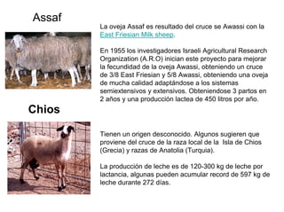 Assaf
La oveja Assaf es resultado del cruce se Awassi con la
East Friesian Milk sheep.
En 1955 los investigadores Israeli ...