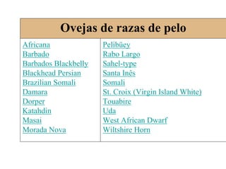 Ovejas de razas de pelo
Africana
Barbado
Barbados Blackbelly
Blackhead Persian
Brazilian Somali
Damara
Dorper
Katahdin
Masai
Morada Nova
Pelibüey
Rabo Largo
Sahel-type
Santa Inês
Somali
St. Croix (Virgin Island White)
Touabire
Uda
West African Dwarf
Wiltshire Horn
 