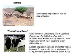 Damara
Es una raza originada del este de
Asia y Egypto.
West African Dwarf
Otros nombres: Cameroons Dwarf, Djallonké,
Forest-type, Fouta Djallon, Futa Jallon,
Guinean, Kirdi, Kirdimi, Lakka, Nigerian Dwarf,
Pagan, Savannah-type, Southern, West
African Maned
Es raza es predominante de ambientes tropical
humedo. El peso adulto de los machos es de
47 kg, mientras que las hembras pesan 30 kg.
 